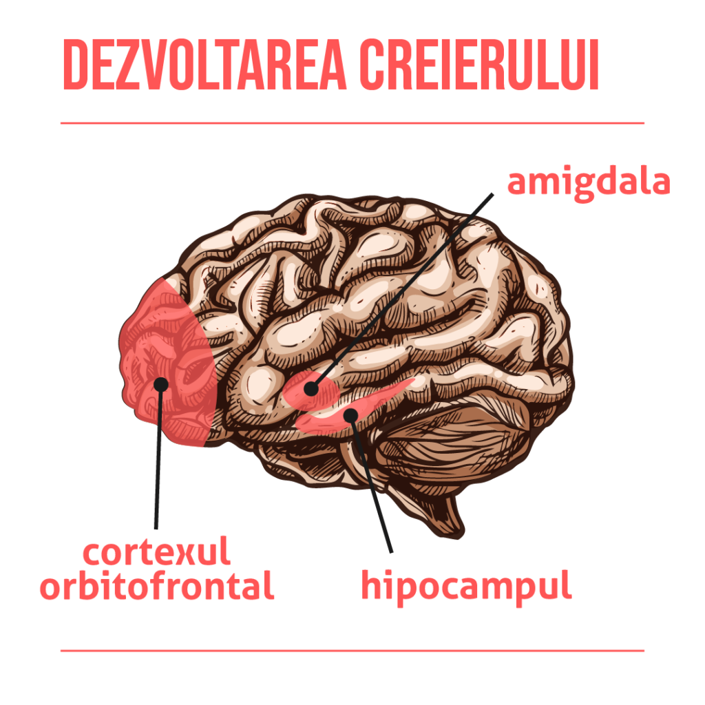 Dezvoltarea creierului BPD