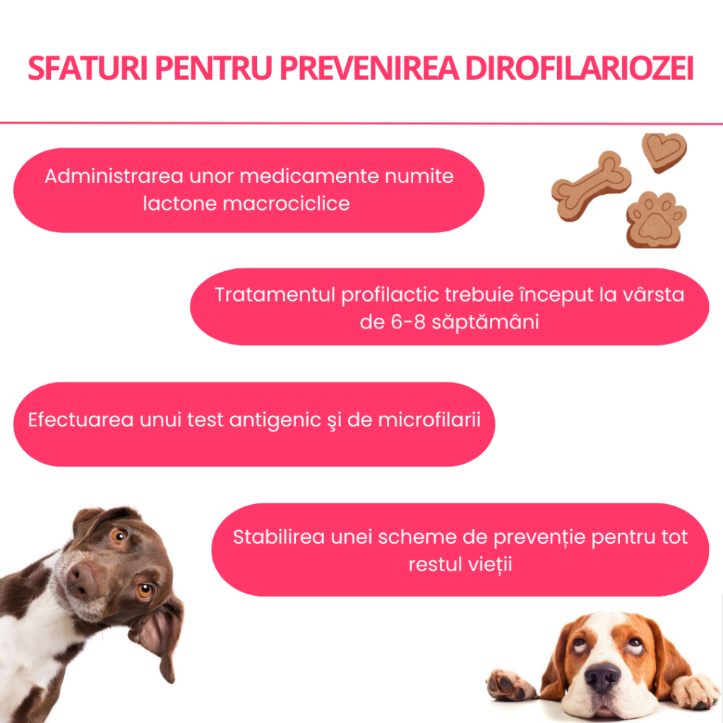 sfaturi pentru prevenirea dirofilariozei