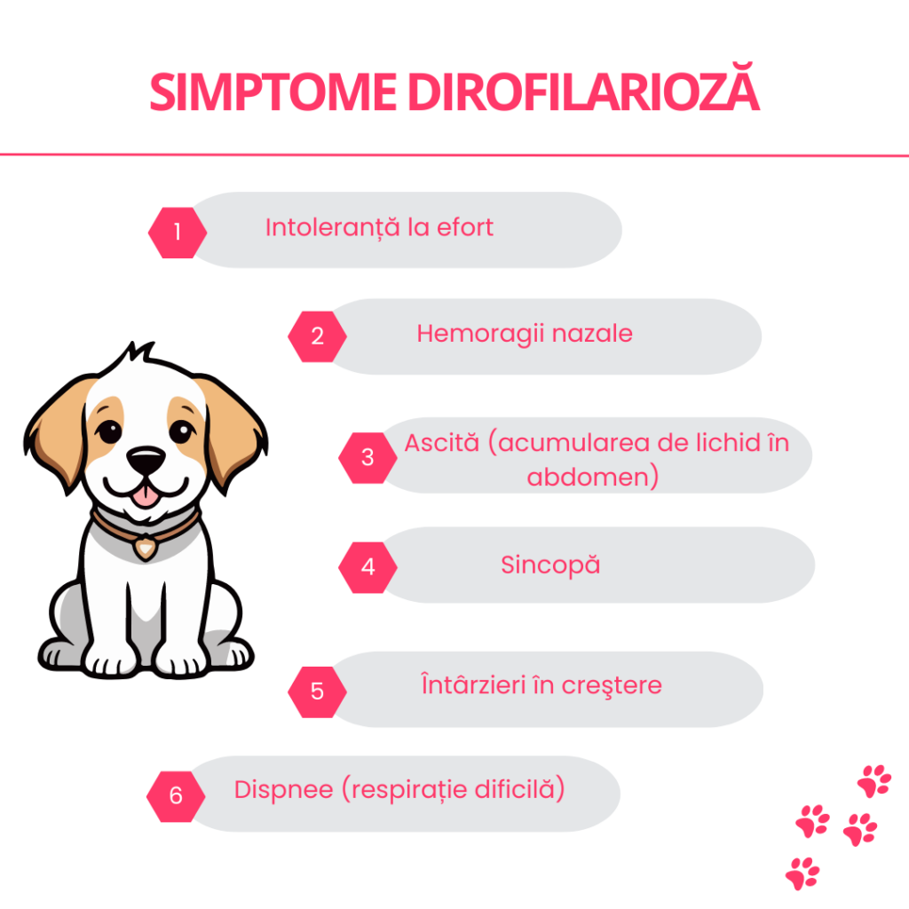 simptome dirofilarioza